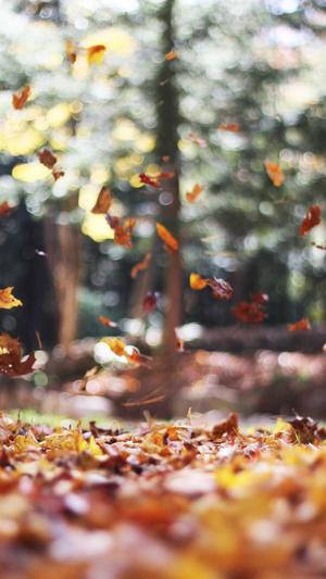 seo查询站长工具截图3