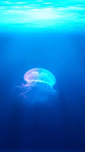 阿里蜘蛛池 破解版截图1