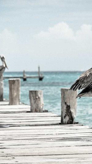 seo外链工具包截图1