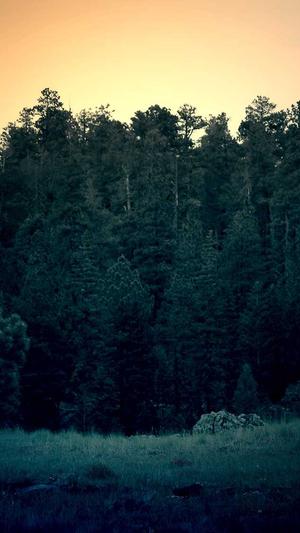 权重站泛目录截图1