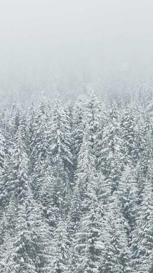 福建神马蜘蛛池租用截图3