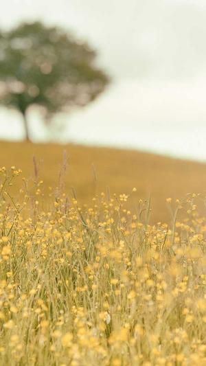 蜘蛛池免费优化截图3